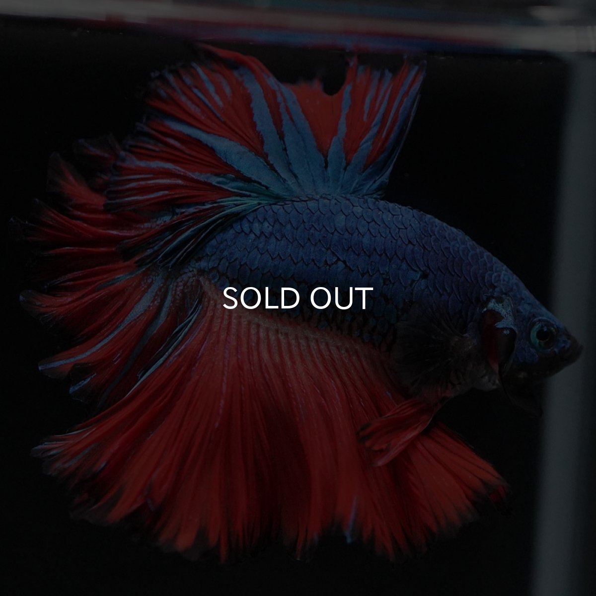 画像6: HM ブルーレッド フェザーテール (6)