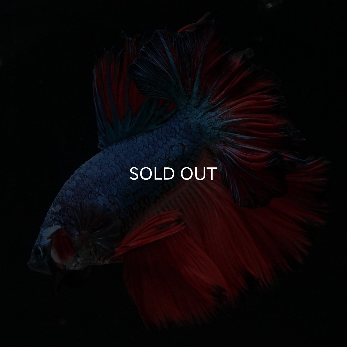 画像7: HM ブルーレッド フェザーテール (7)