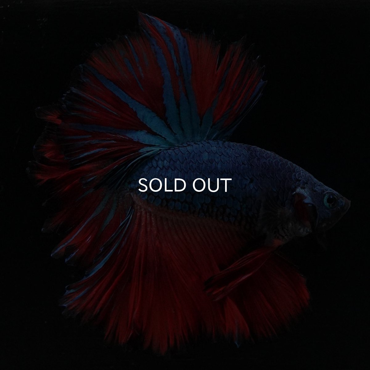 画像4: HM ブルーレッド フェザーテール (4)