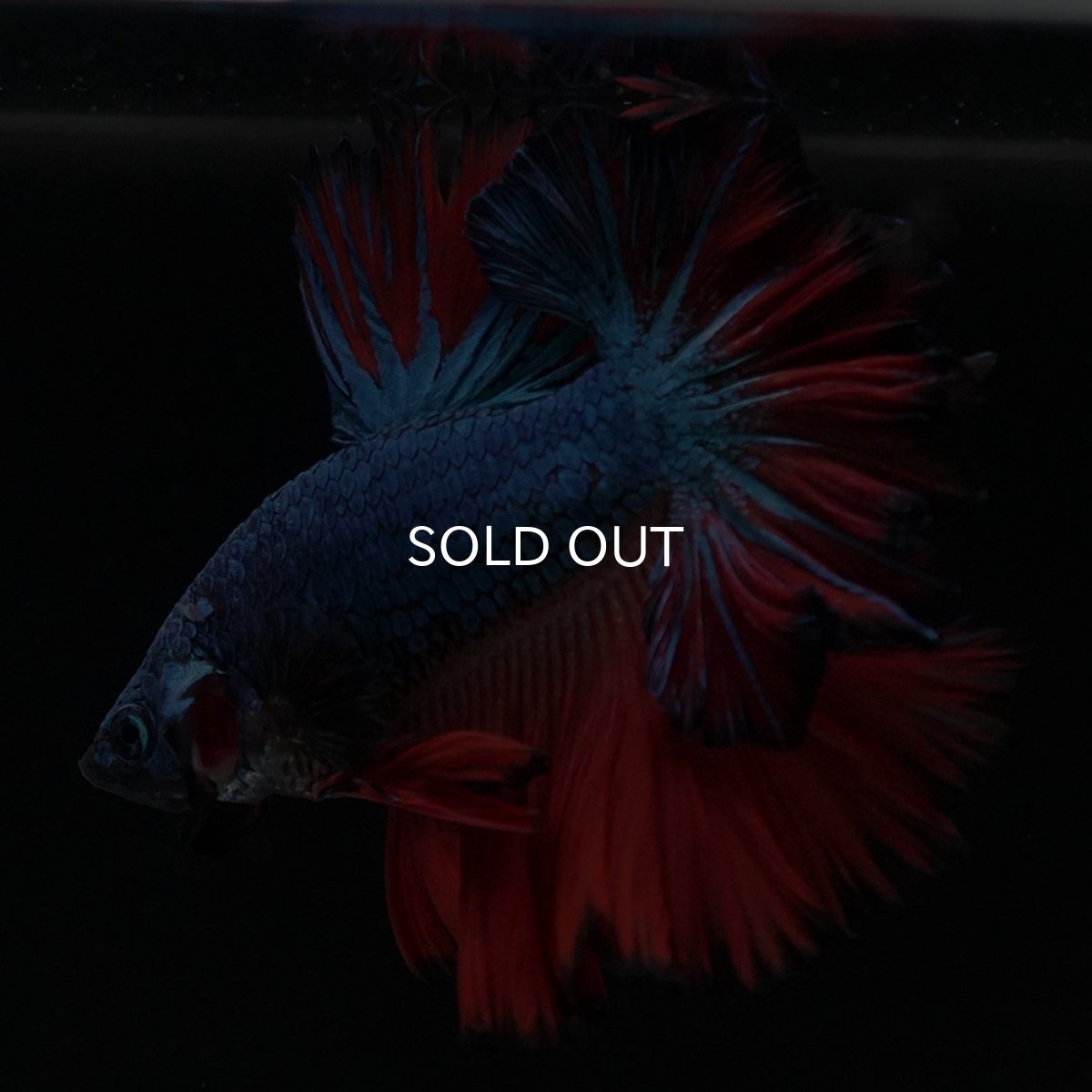 画像5: HM ブルーレッド フェザーテール (5)