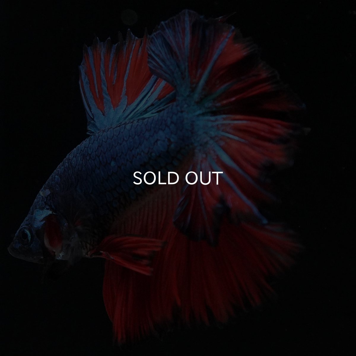 画像3: HM ブルーレッド フェザーテール (3)