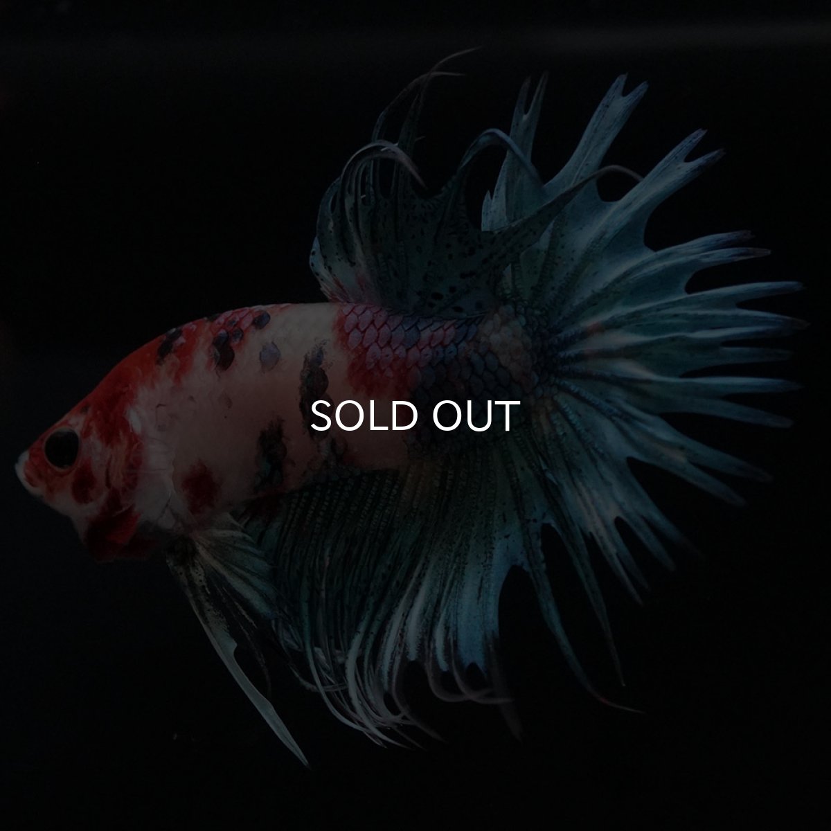 画像7: CT キャンディ (7)