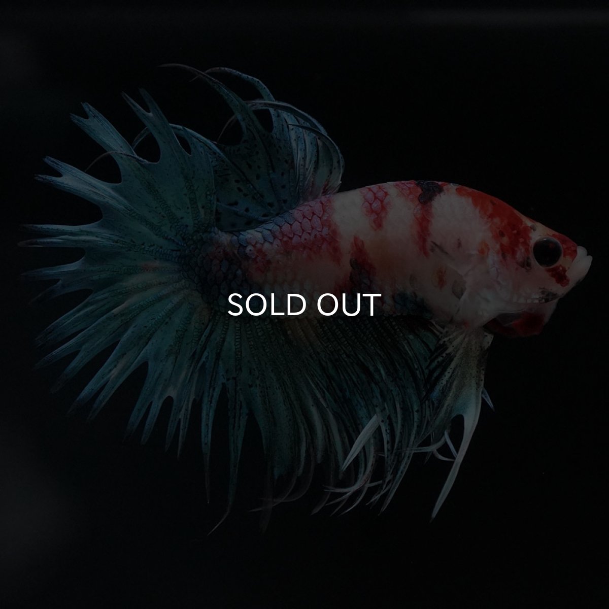 画像8: CT キャンディ (8)