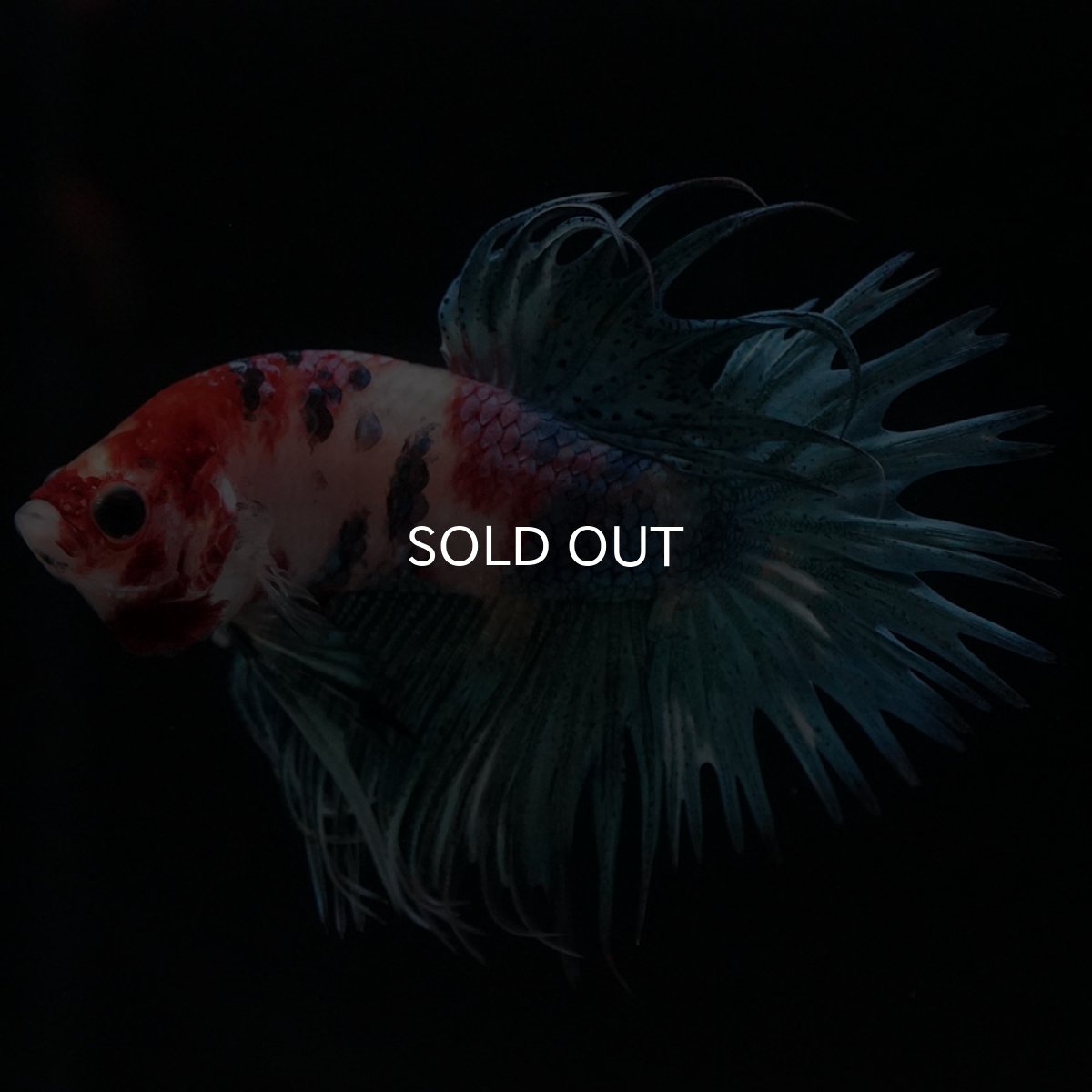 画像5: CT キャンディ (5)