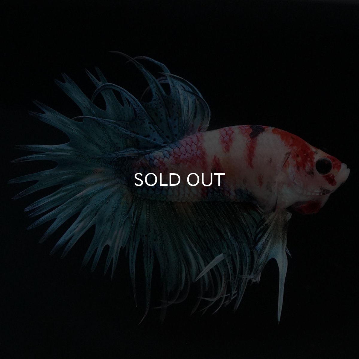 画像6: CT キャンディ (6)