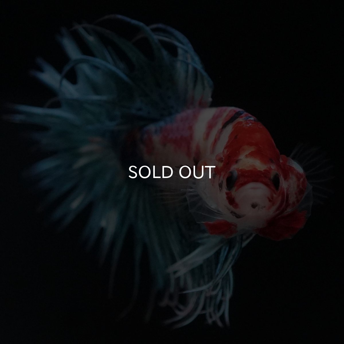 画像3: CT キャンディ (3)