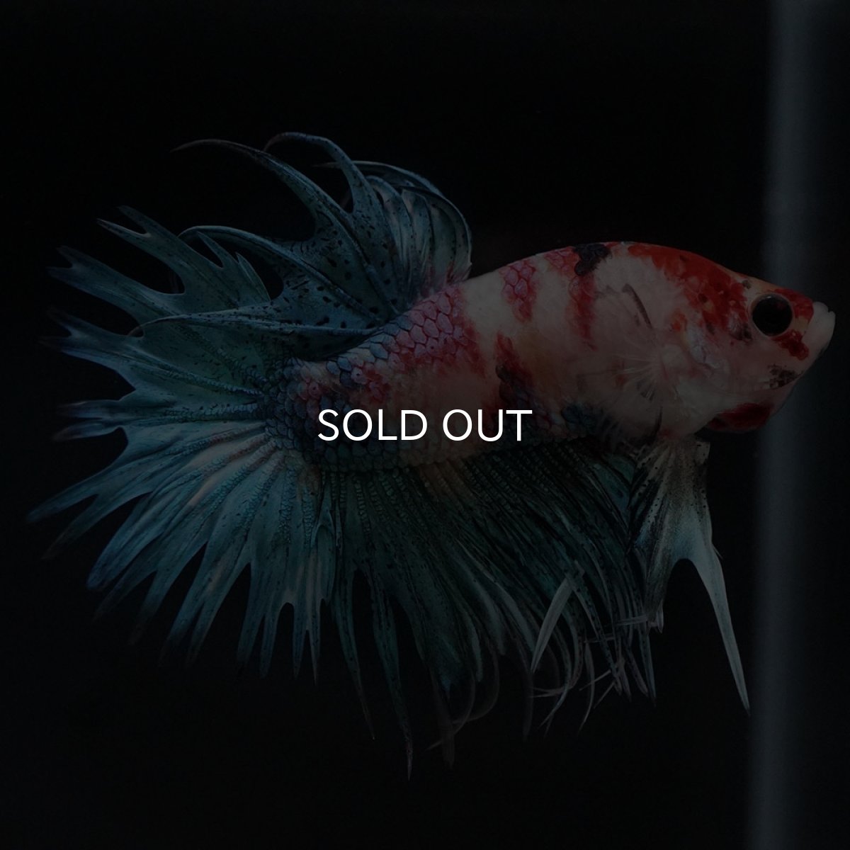 画像4: CT キャンディ (4)