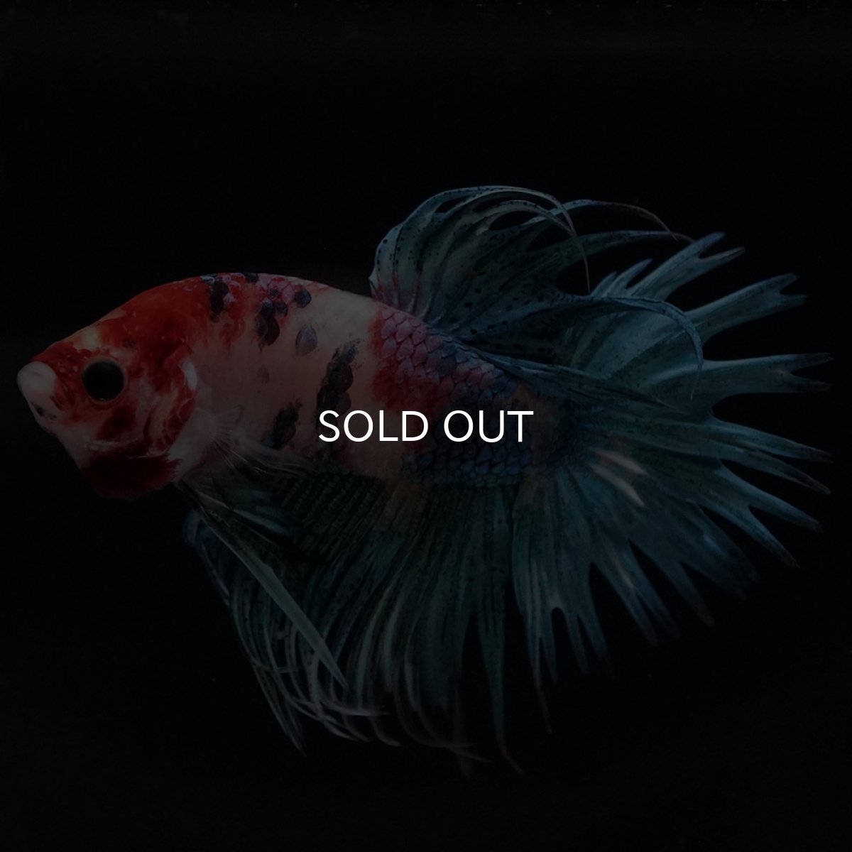 画像2: CT キャンディ (2)