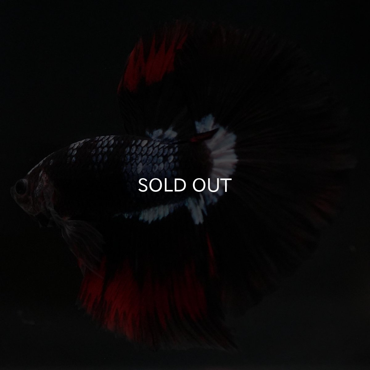 画像7: HM ブラックファンシー (7)