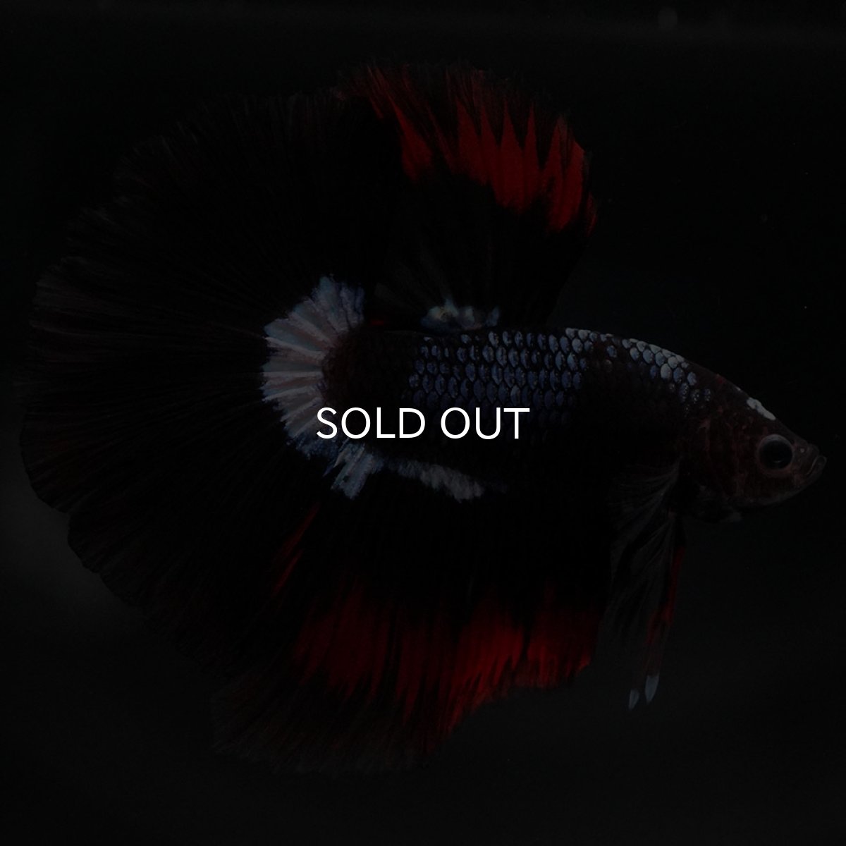 画像6: HM ブラックファンシー (6)