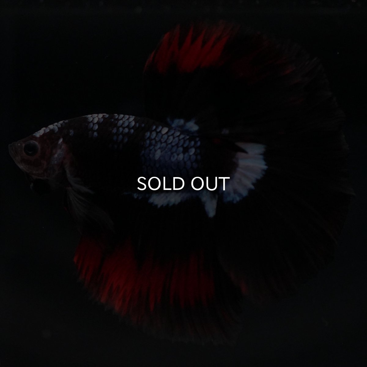 画像5: HM ブラックファンシー (5)