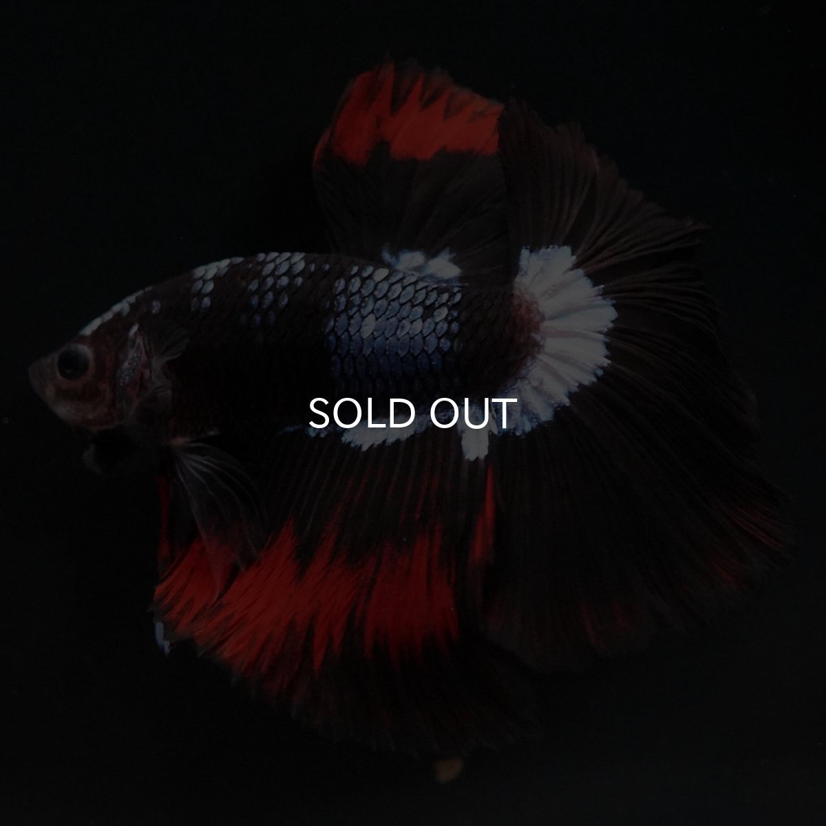 画像3: HM ブラックファンシー (3)