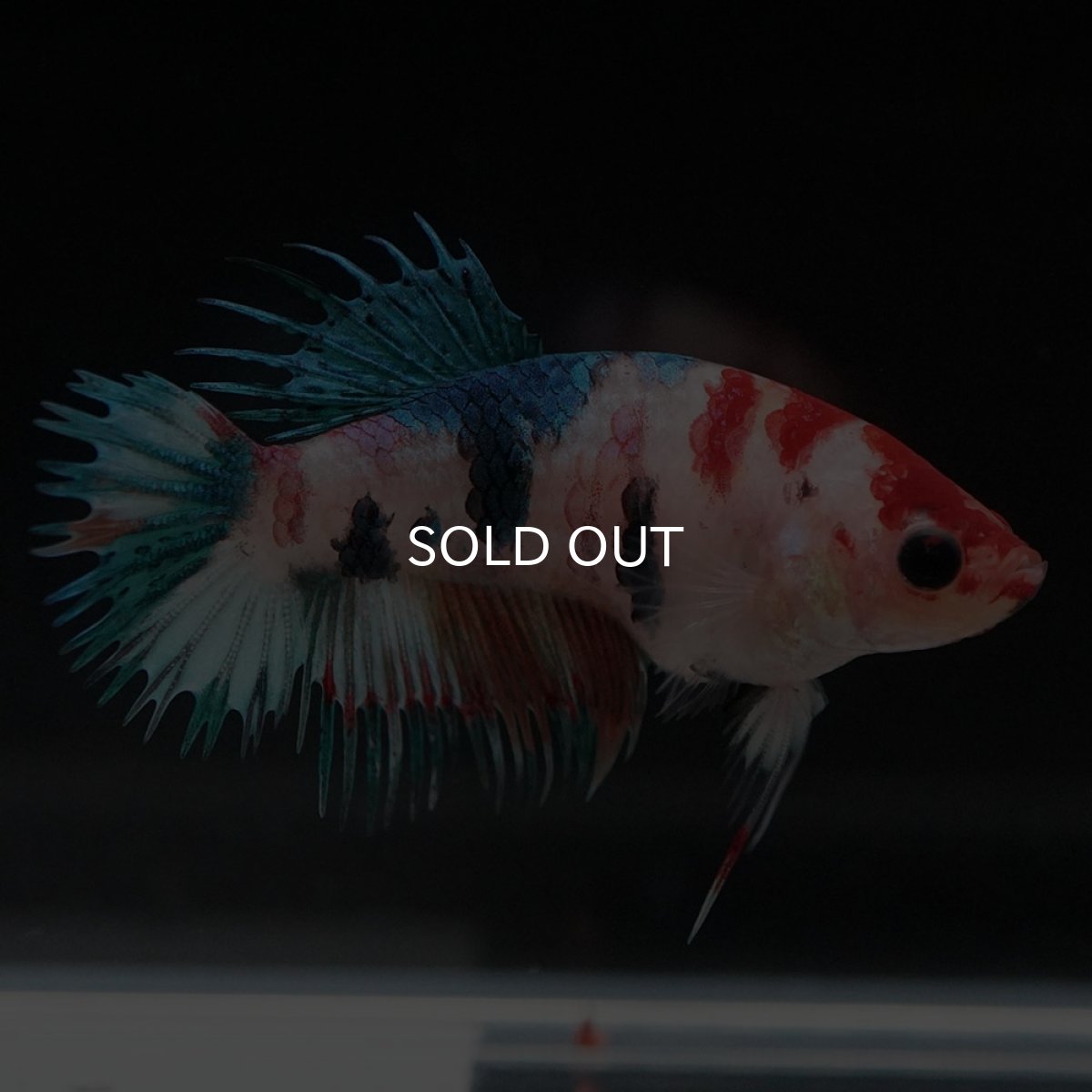 画像7: CT キャンディ メス (7)