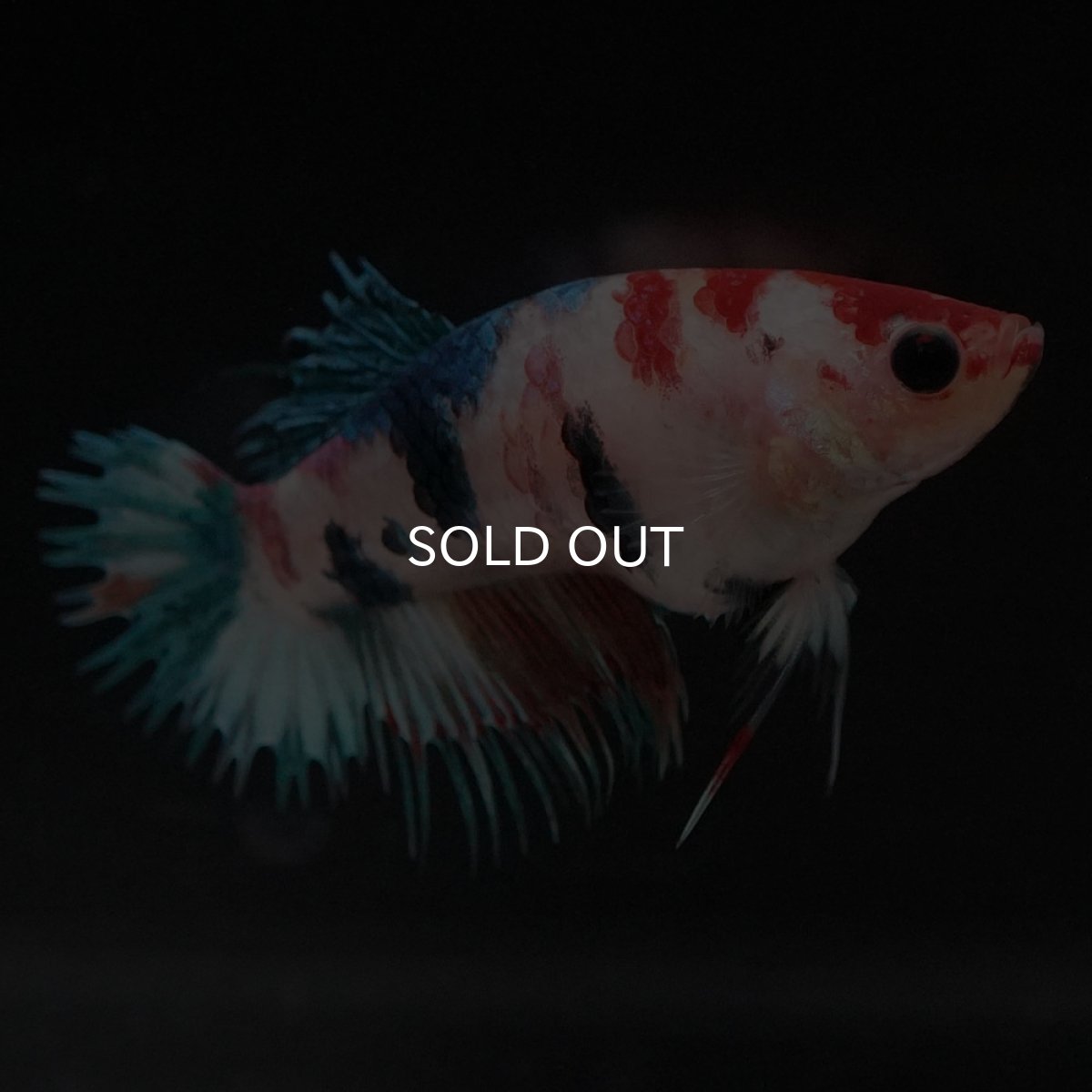 画像3: CT キャンディ メス (3)