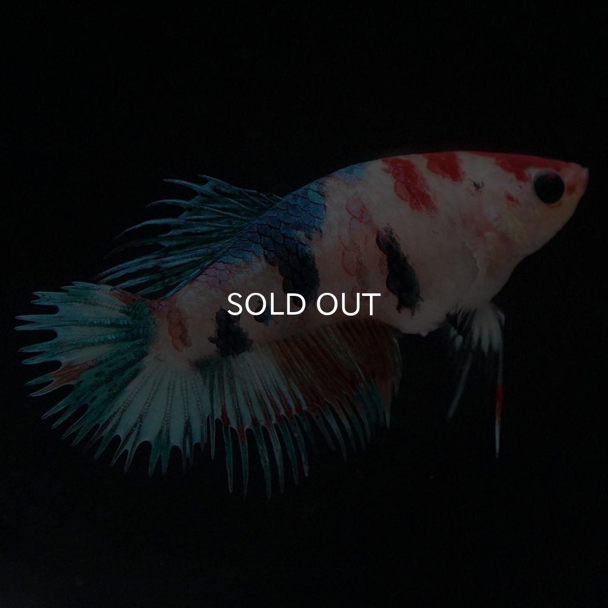 画像5: CT キャンディ メス (5)