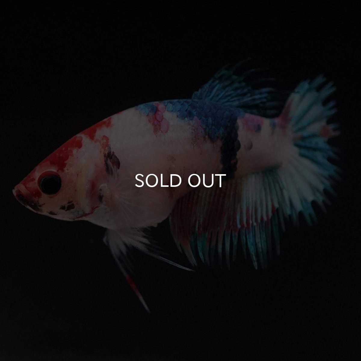 画像6: CT キャンディ メス (6)