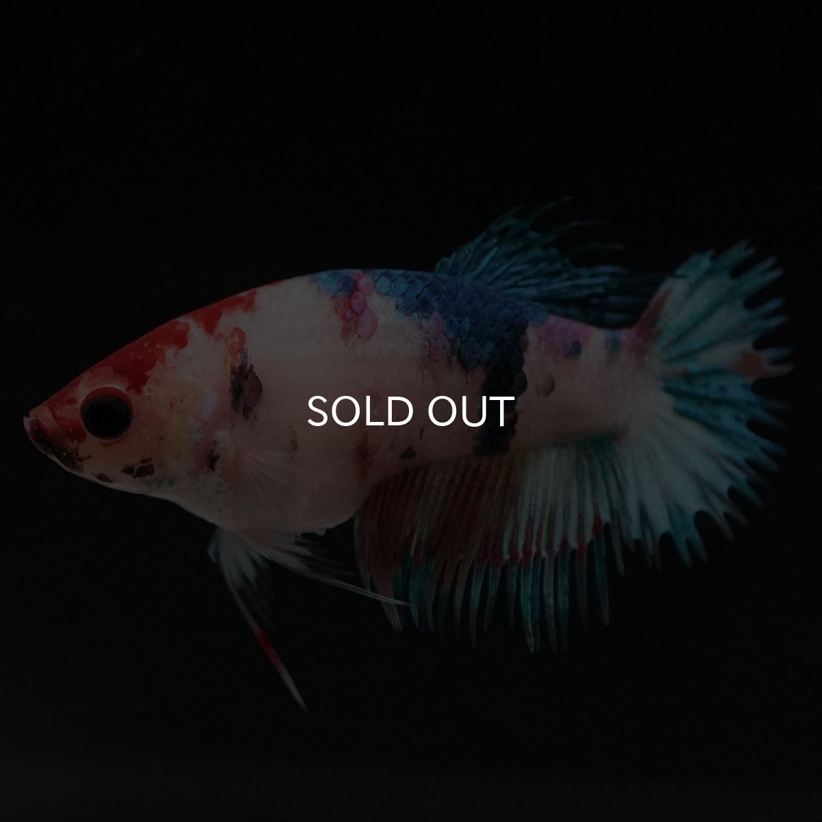 画像4: CT キャンディ メス (4)