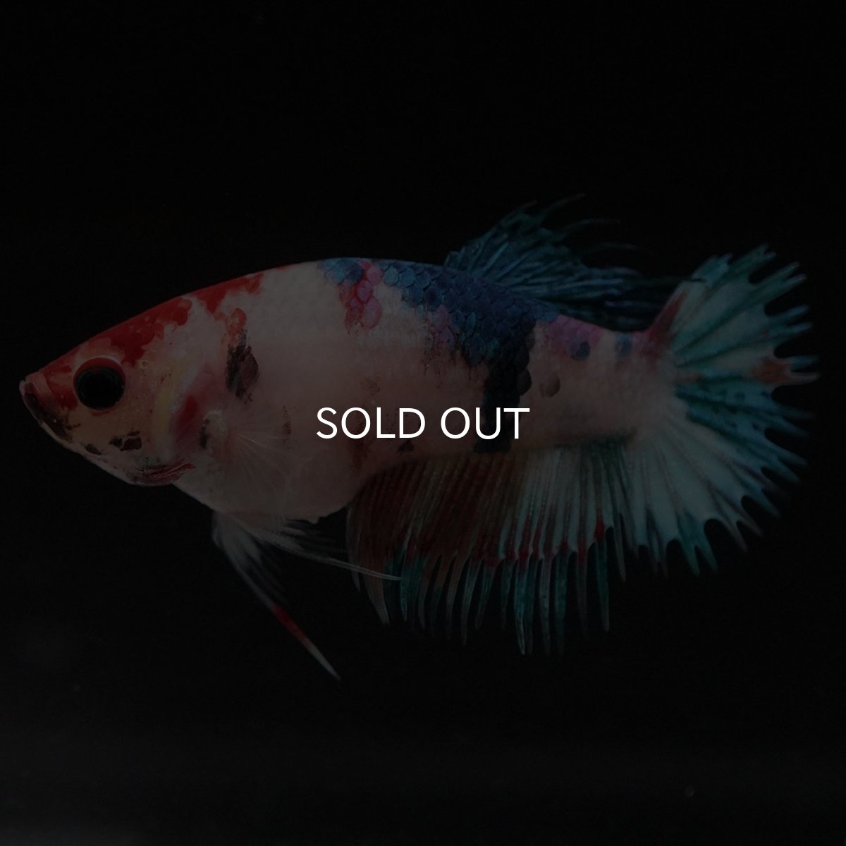 画像2: CT キャンディ メス (2)