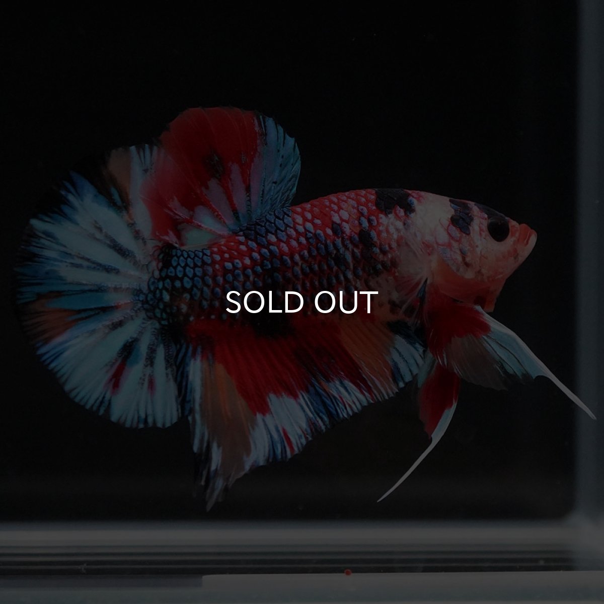 画像7: HMPK キャンディ (7)