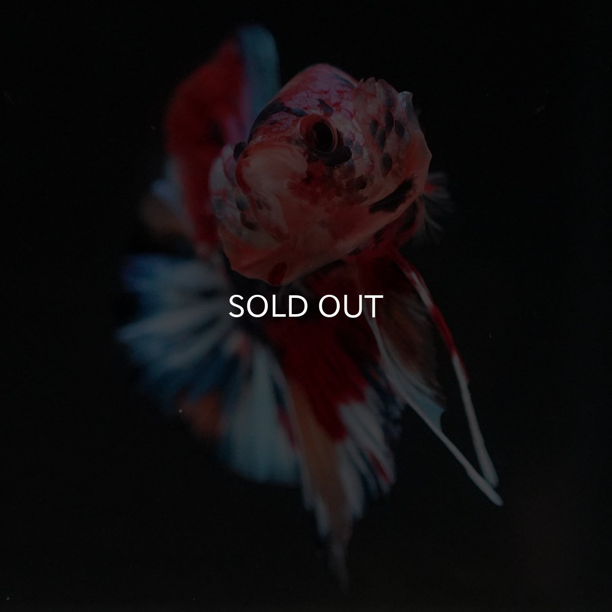 画像3: HMPK キャンディ (3)