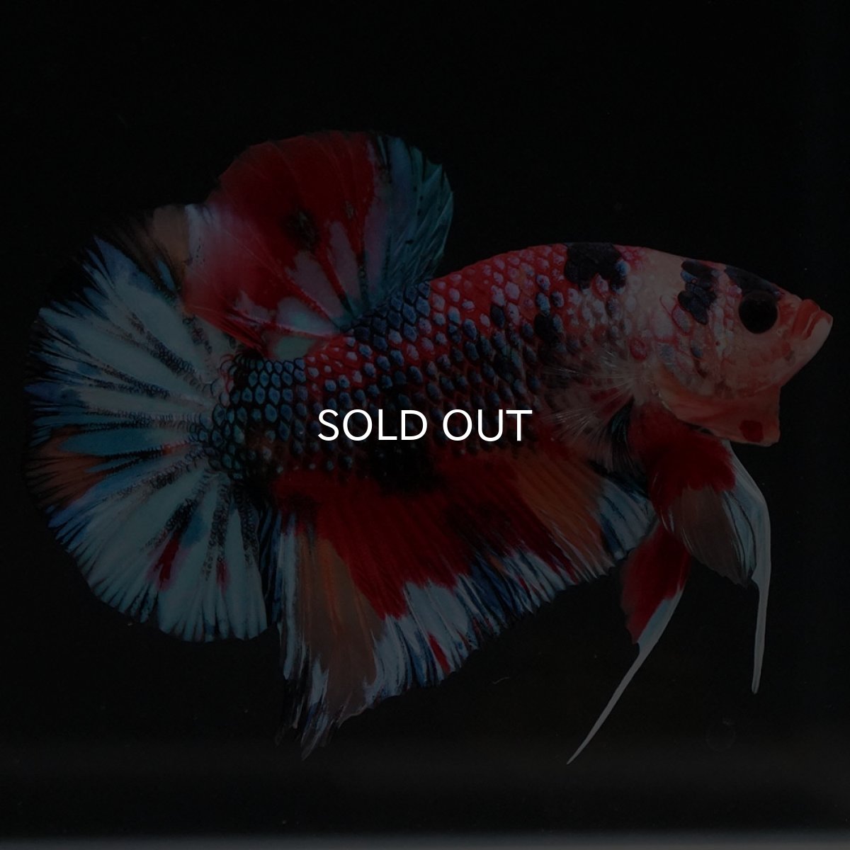 画像6: HMPK キャンディ (6)