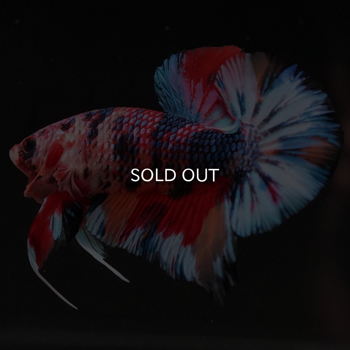 画像5: HMPK キャンディ (5)