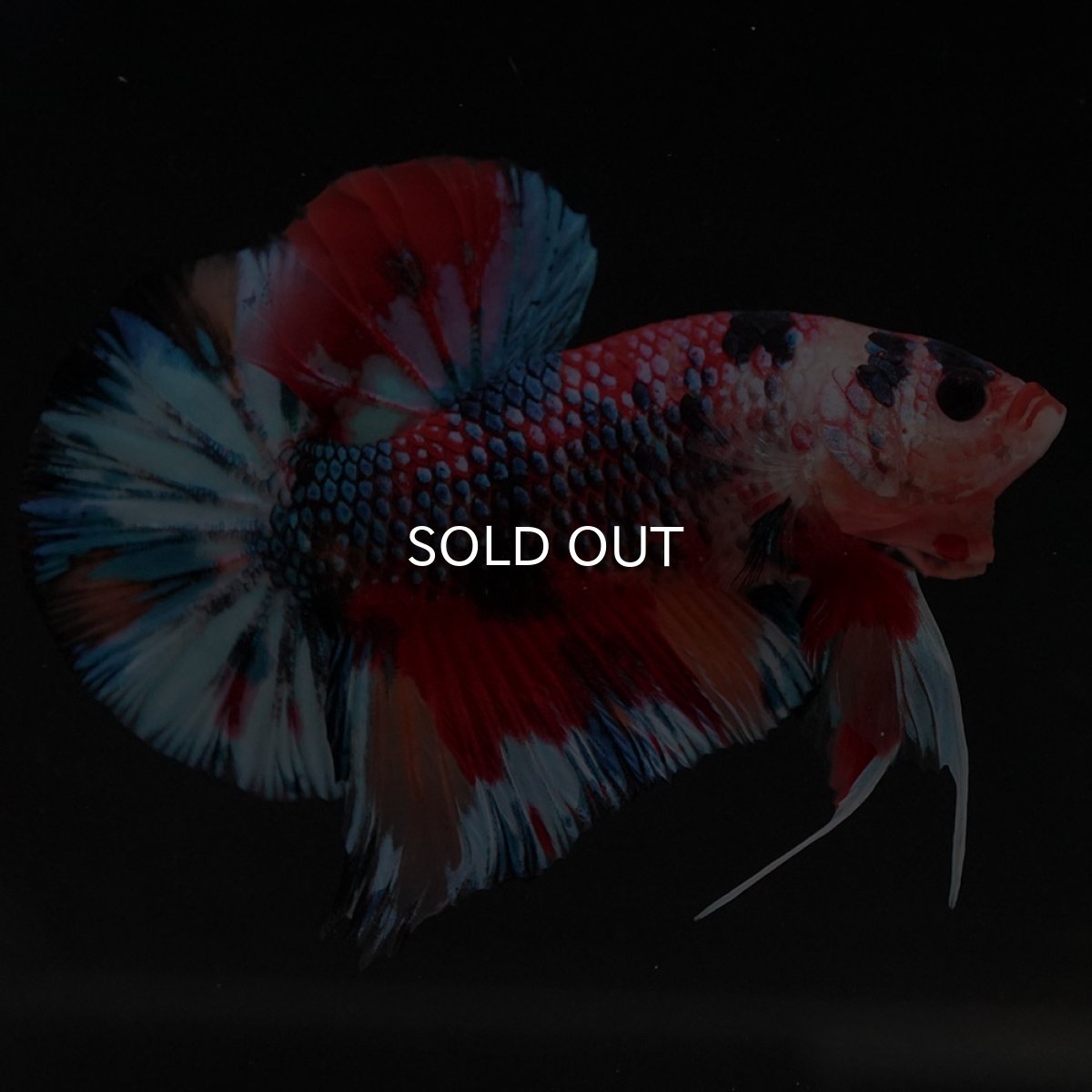 画像4: HMPK キャンディ (4)