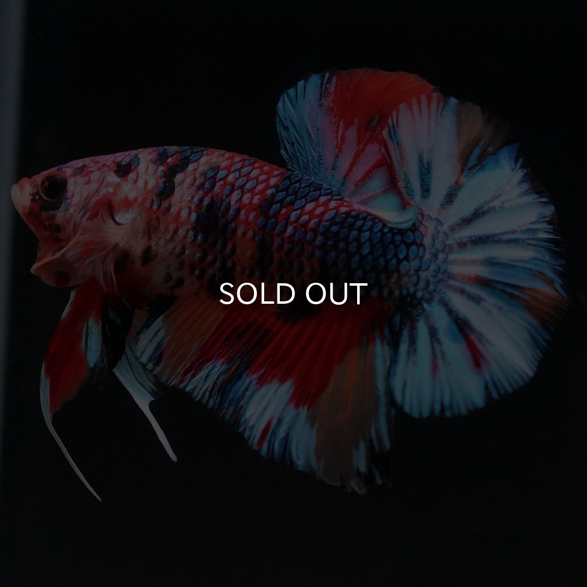 画像2: HMPK キャンディ (2)