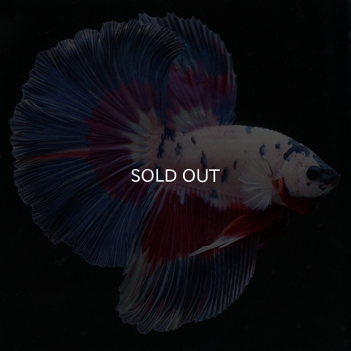 画像6: HM ホワイトブルーファンシー (6)