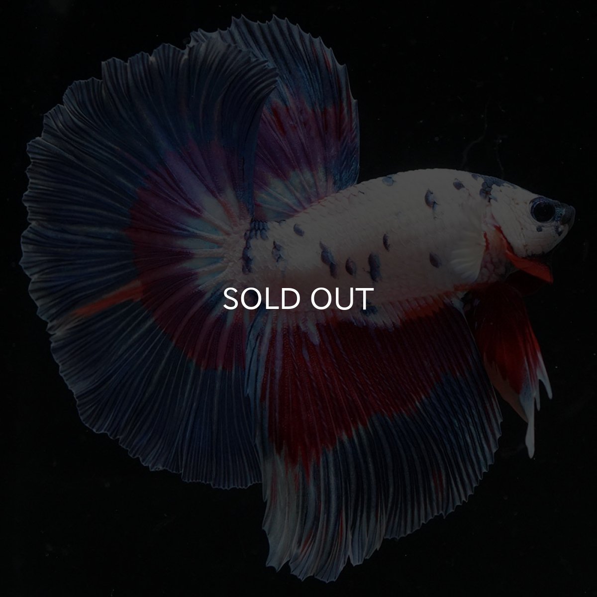 画像4: HM ホワイトブルーファンシー (4)