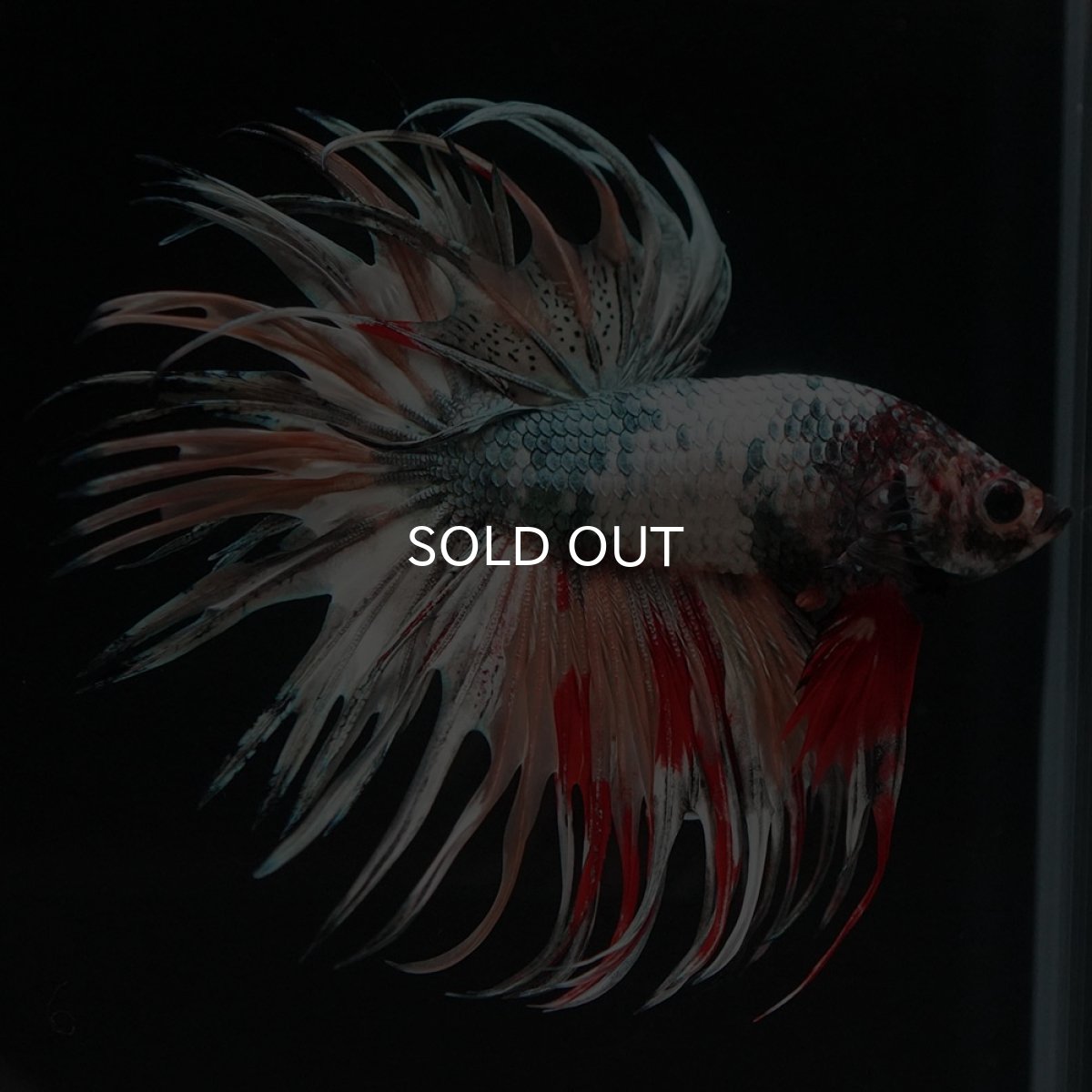 画像3: CT ファンシーカッパー (3)