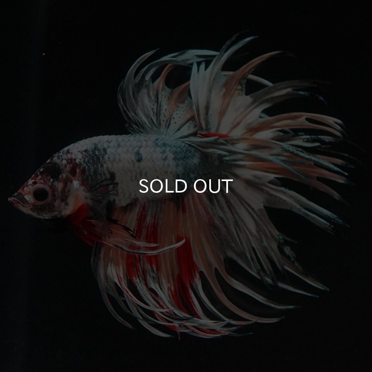 画像4: CT ファンシーカッパー (4)