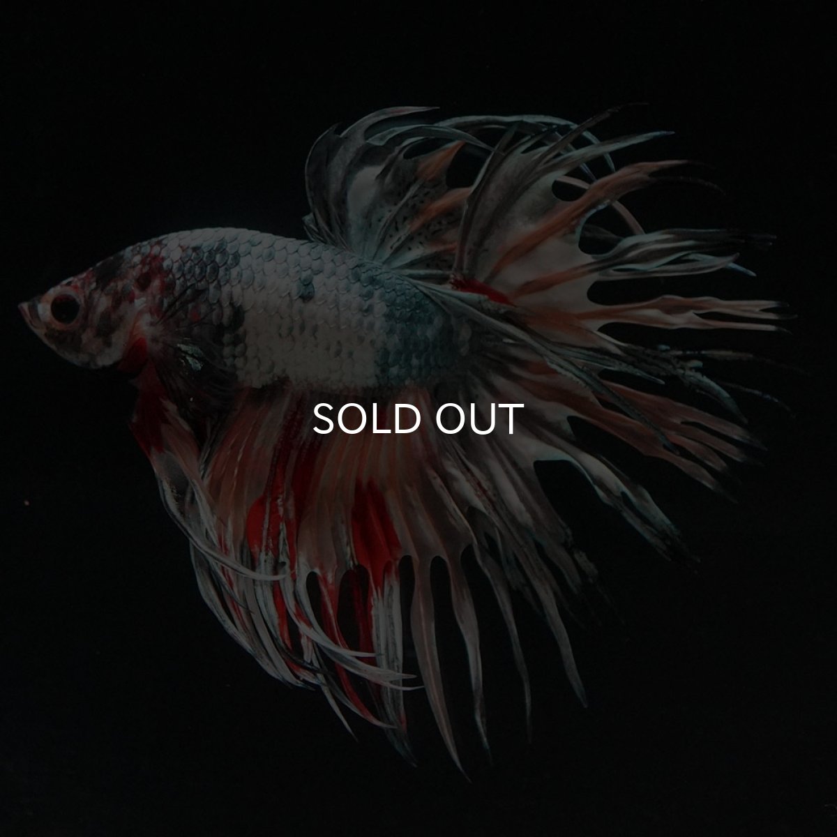 画像5: CT ファンシーカッパー (5)