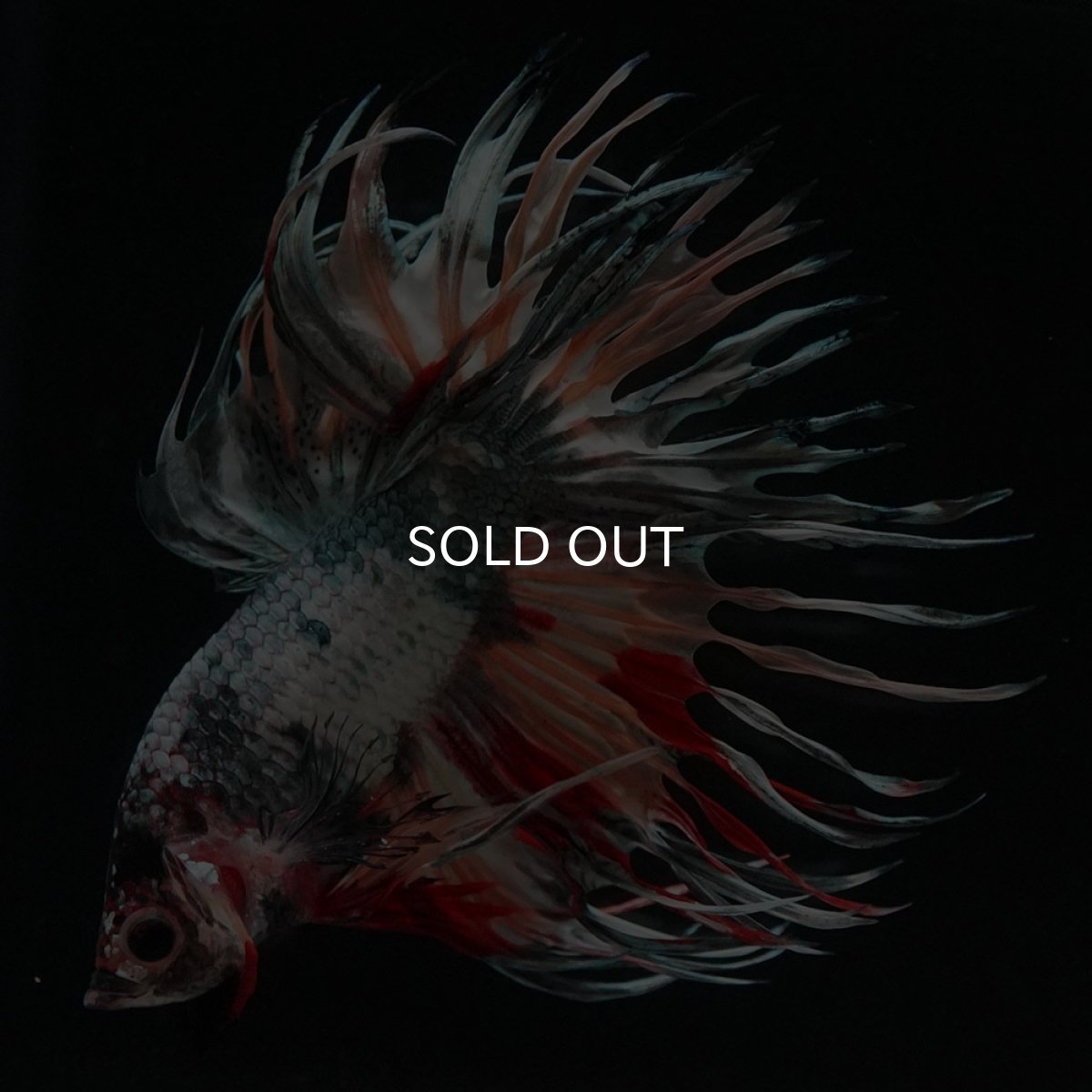 画像2: CT ファンシーカッパー (2)