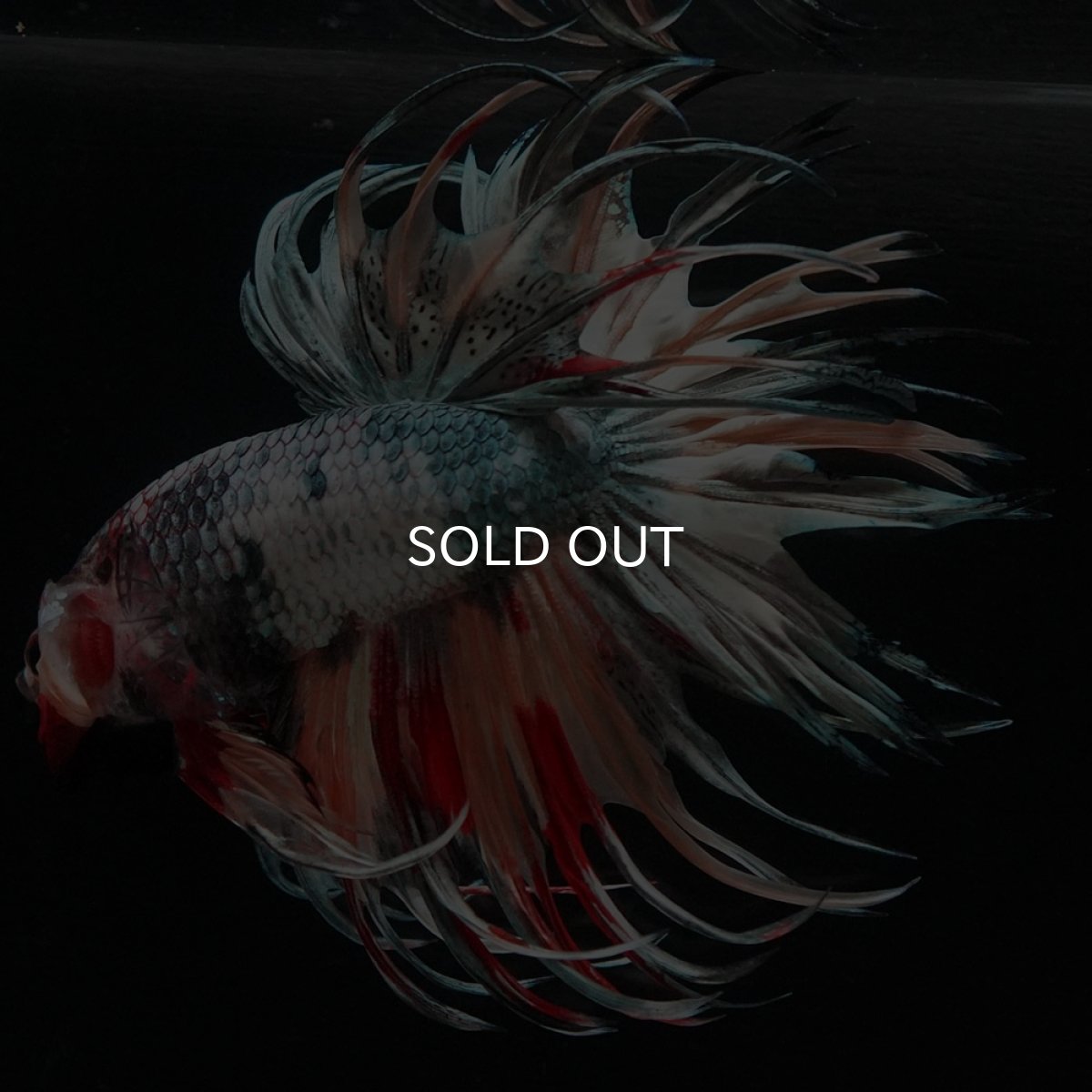 画像8: CT ファンシーカッパー (8)