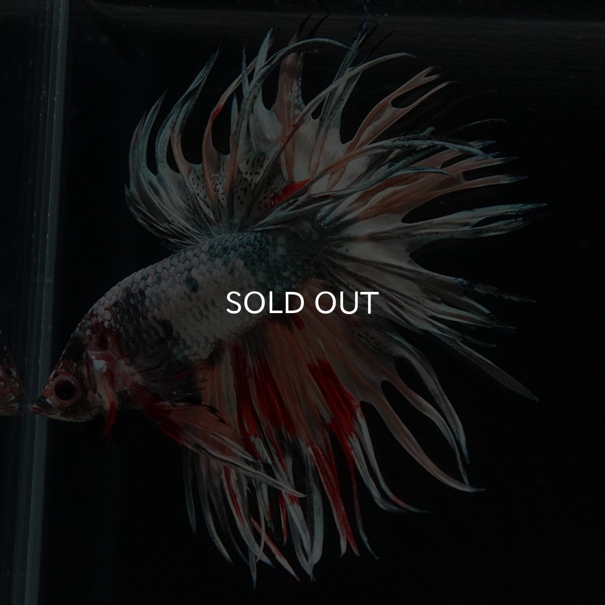 画像7: CT ファンシーカッパー (7)