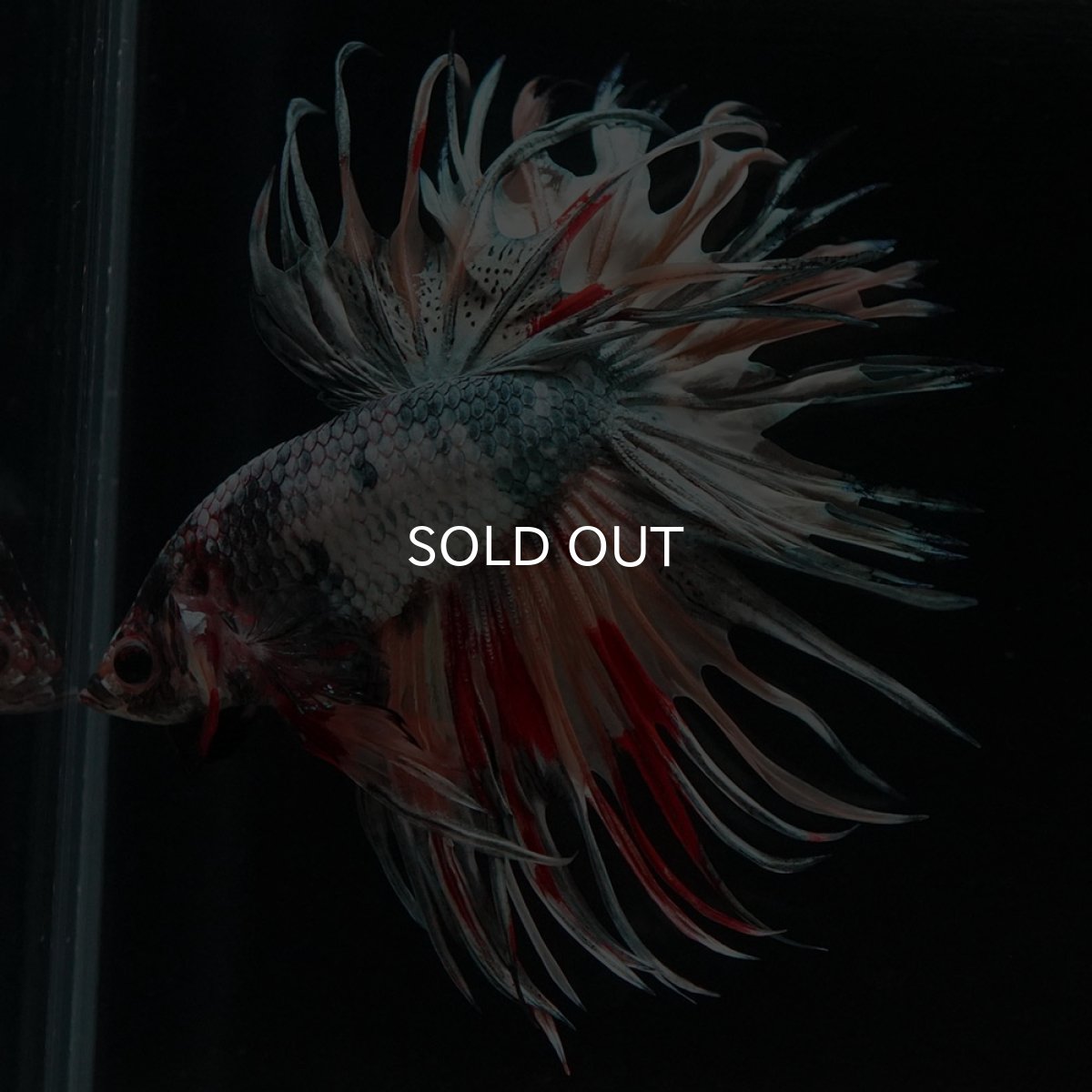 画像6: CT ファンシーカッパー (6)