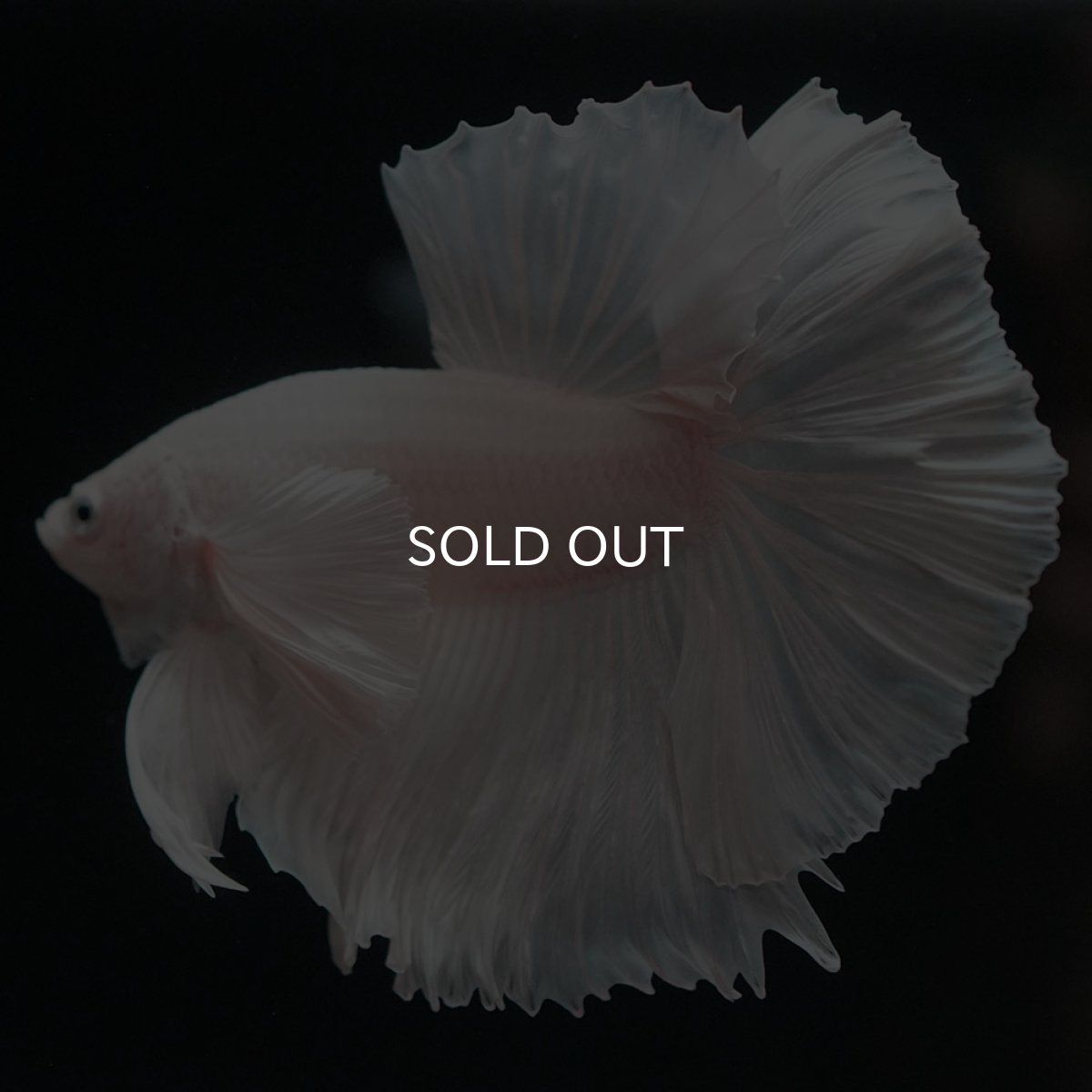 画像10: HMダンボ ホワイト (10)