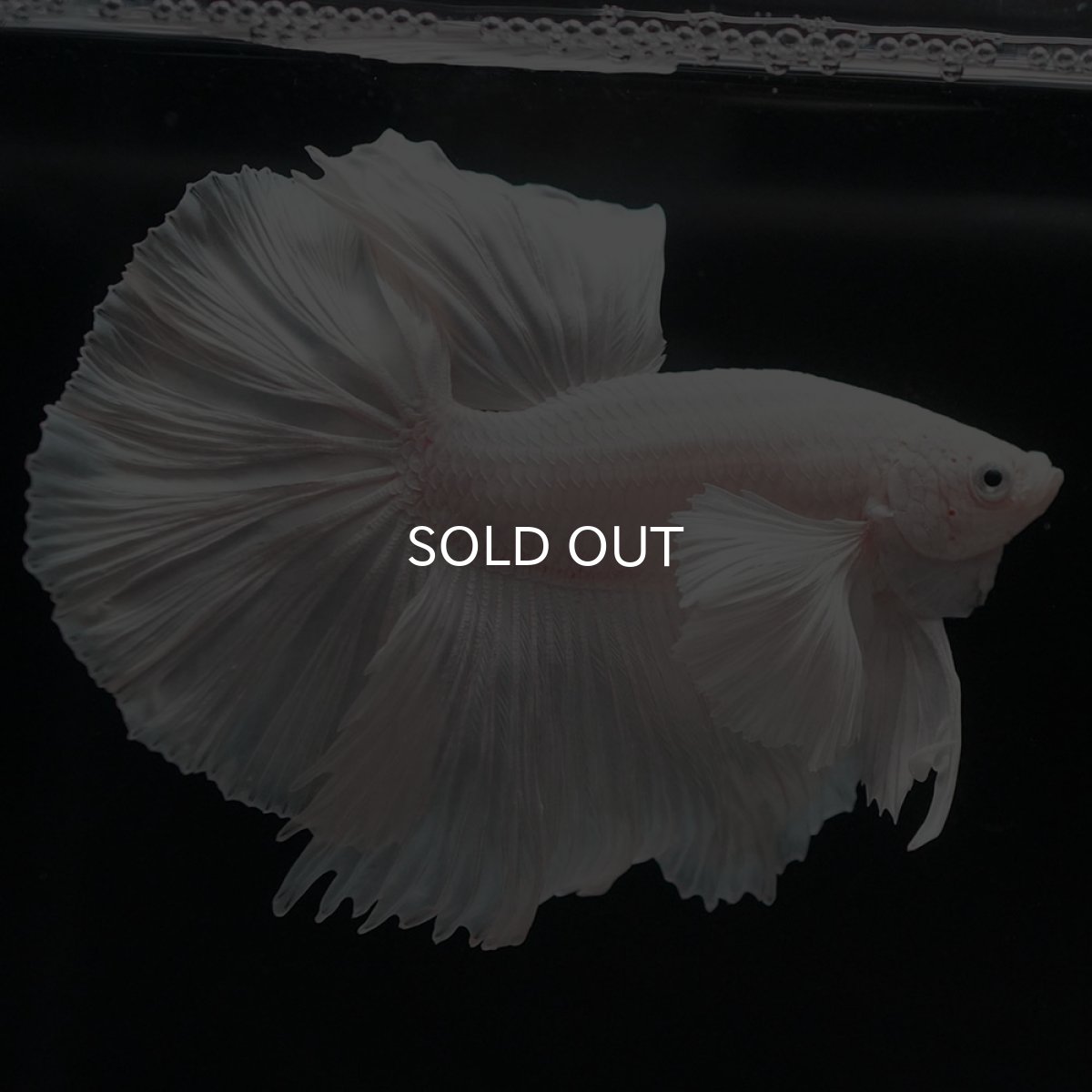 画像7: HMダンボ ホワイト (7)