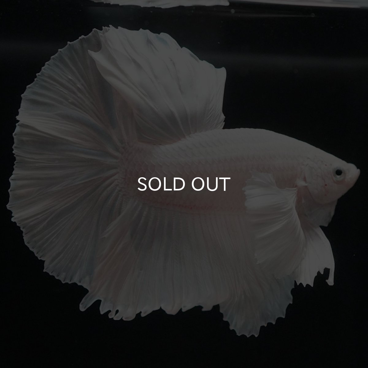 画像3: HMダンボ ホワイト (3)