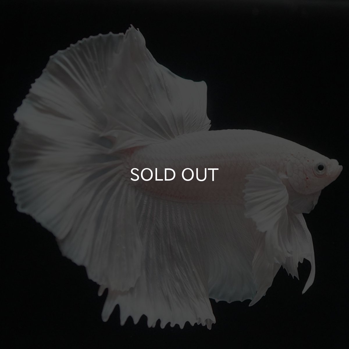 画像9: HMダンボ ホワイト (9)