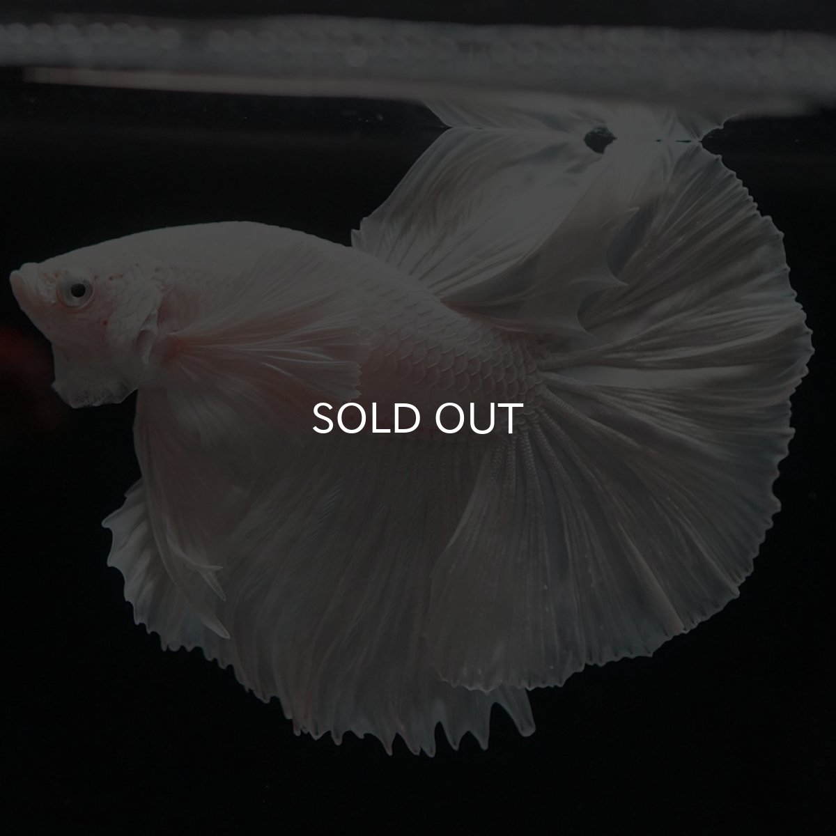 画像8: HMダンボ ホワイト (8)