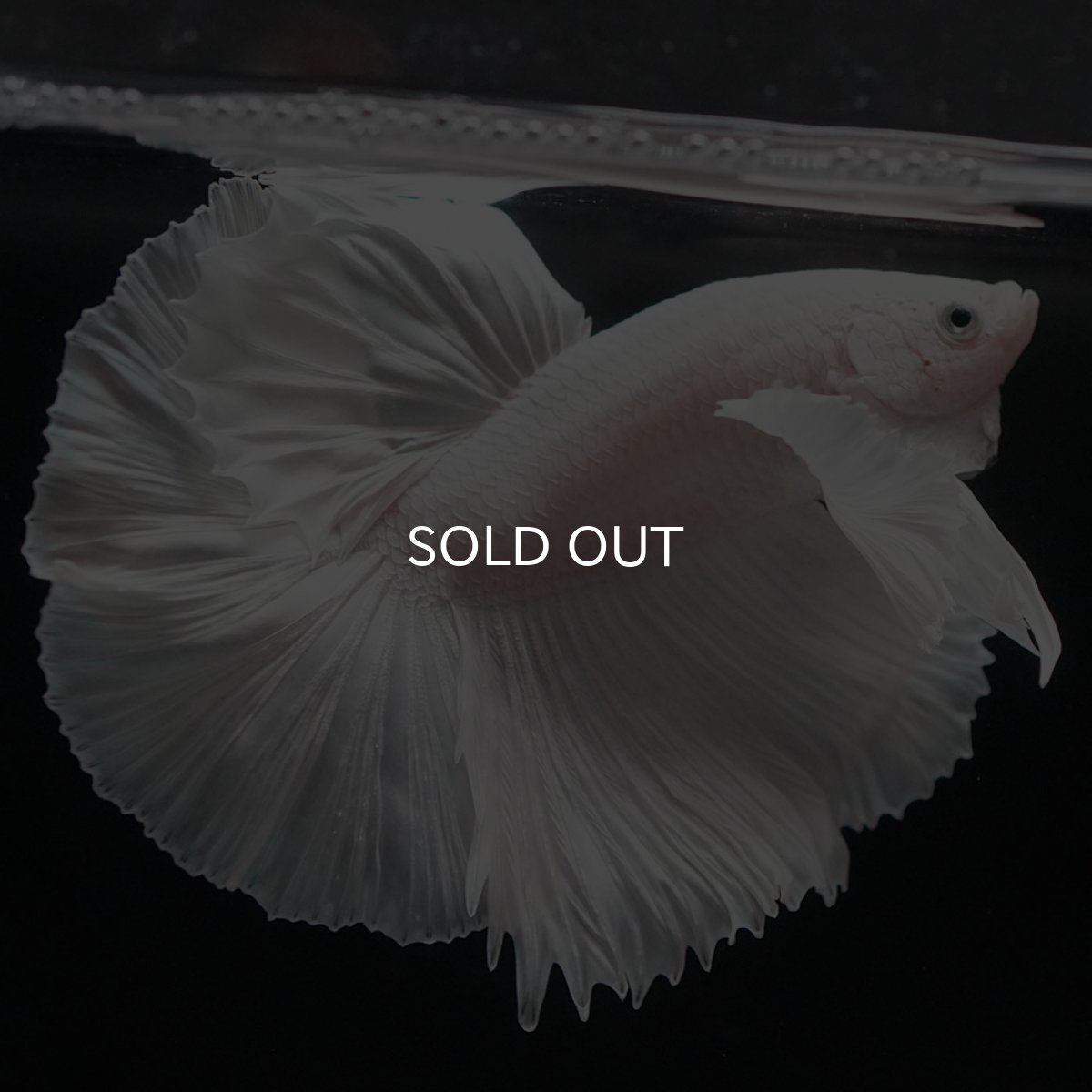 画像5: HMダンボ ホワイト (5)