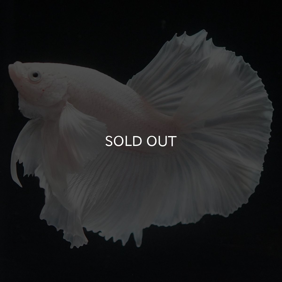 画像6: HMダンボ ホワイト (6)