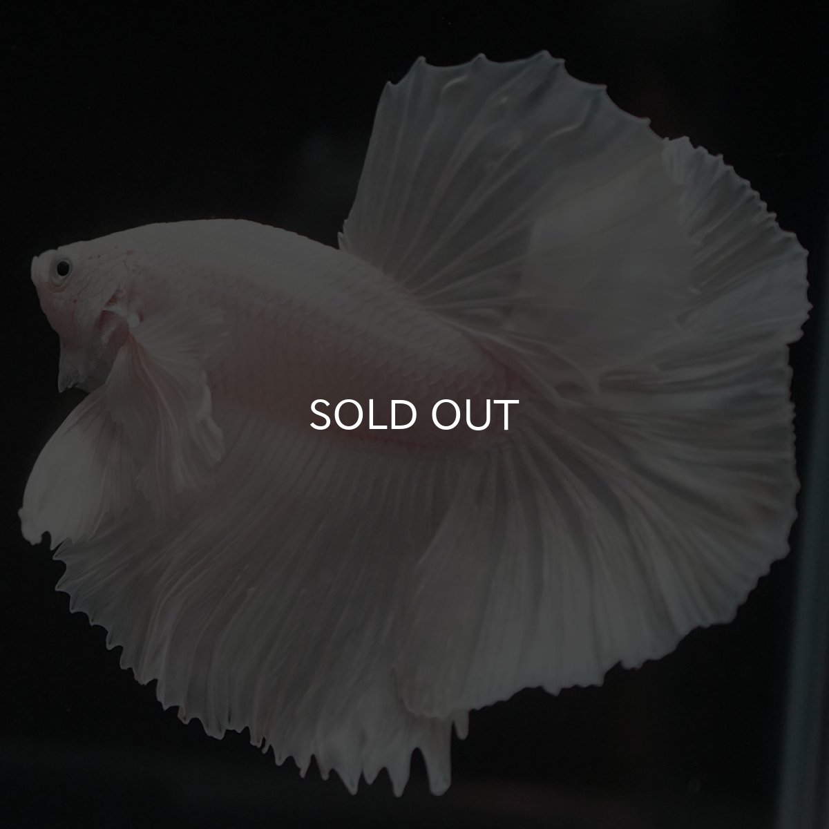 画像2: HMダンボ ホワイト (2)