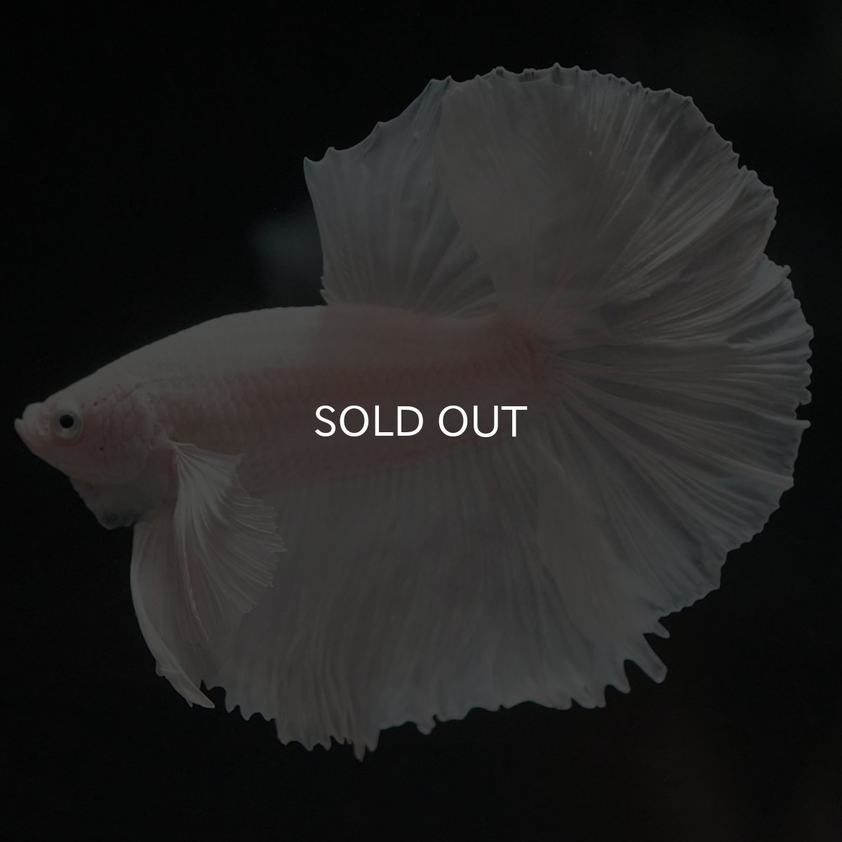 画像4: HMダンボ ホワイト (4)