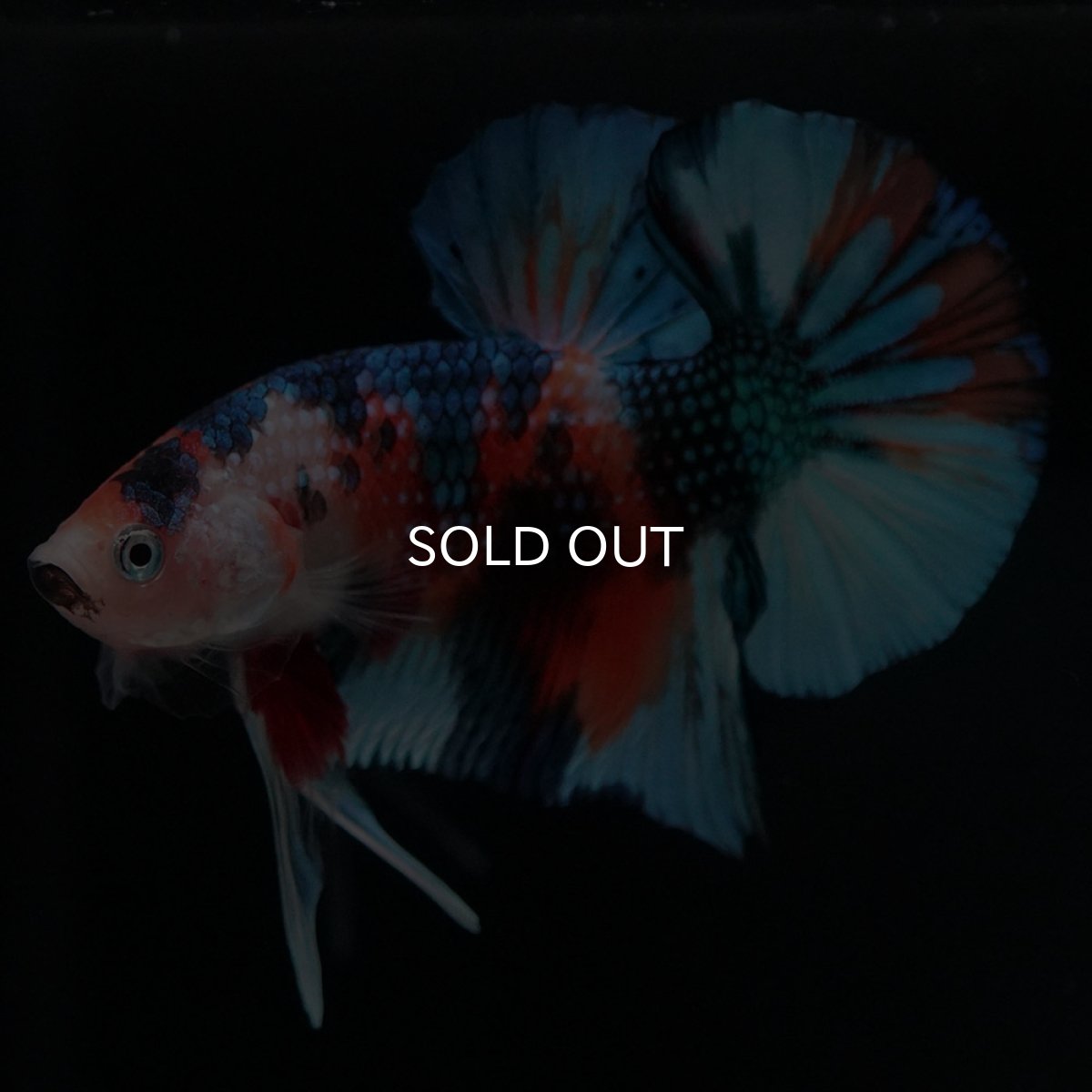 画像8: HMPK キャンディ (8)