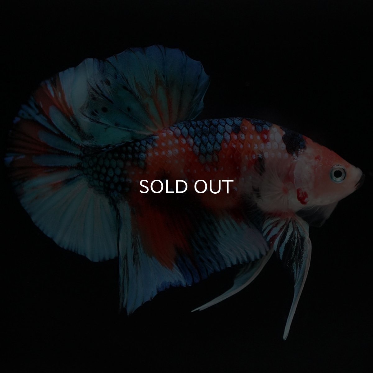 画像7: HMPK キャンディ (7)