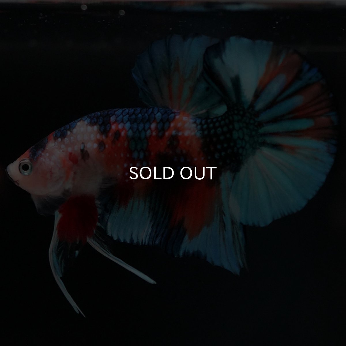 画像6: HMPK キャンディ (6)