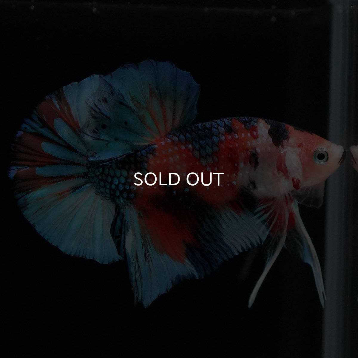 画像5: HMPK キャンディ (5)